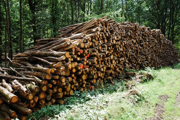 Wood piles in the forest