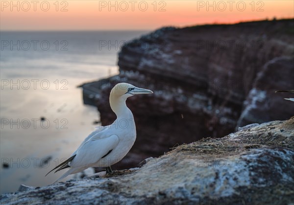 Northern gannet