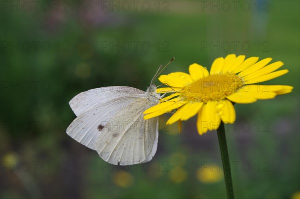 Small white