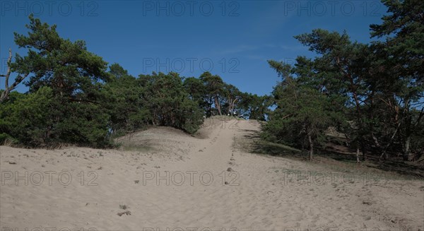 Hiking trail on the inland dune near Klein Schmoelen