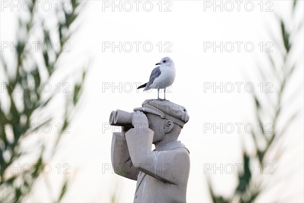 Black-headed gull