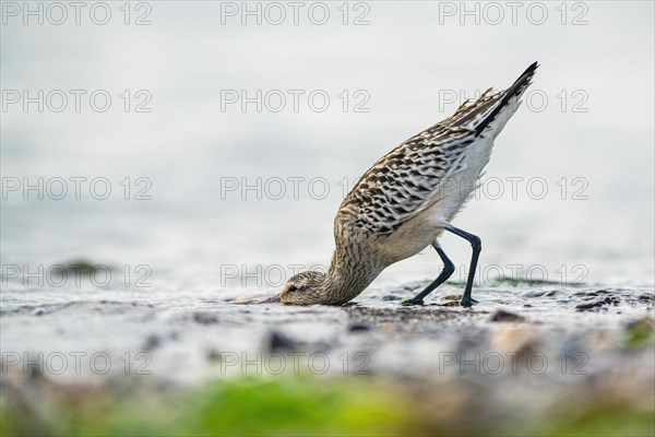 Bar-tailed Godwit