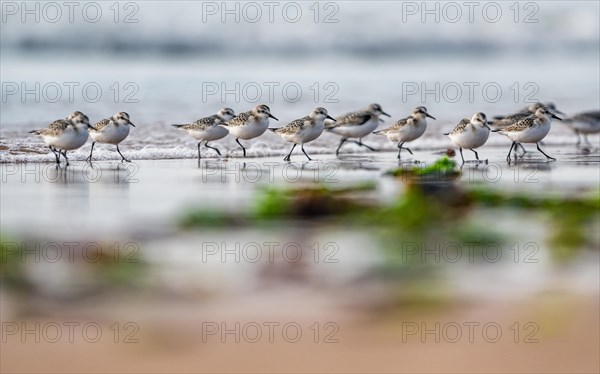 Sanderling