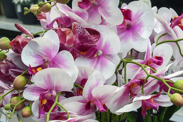 Artificial butterfly orchids in a garden centre