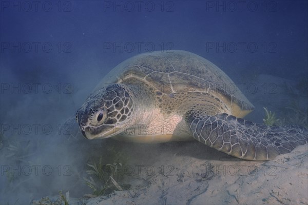 Green turtle