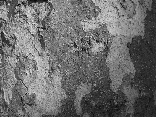 Tree bark as background
