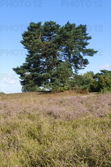 Blooming heathland