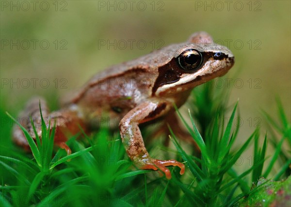 Young tiny agile frog