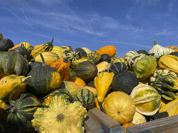 Many pumpkin varieties