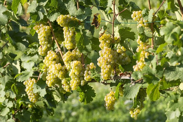 Riesling grapes on vine