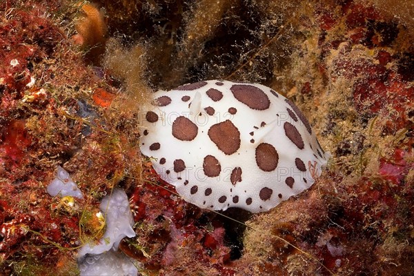 Leopard snail