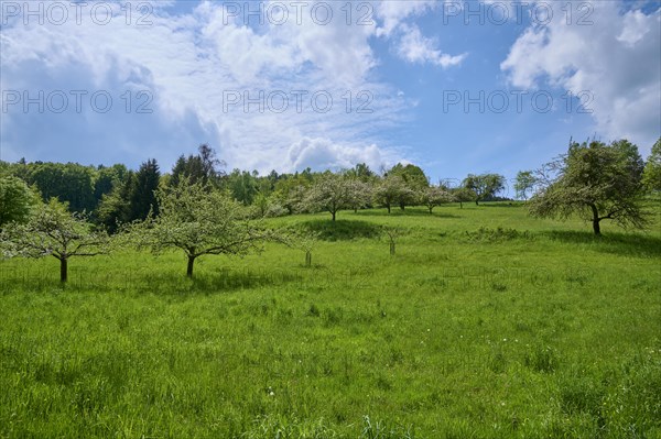 Fruit trees