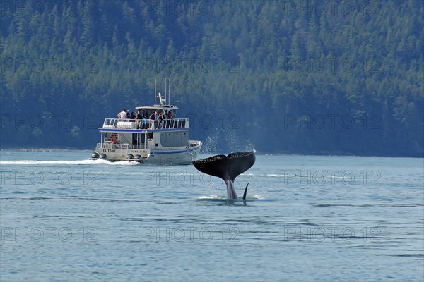 Fluke of a diving humpback whale in front of tourist boat