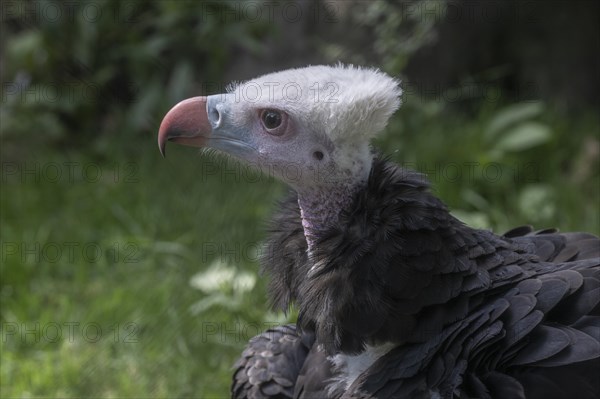 Woolly-headed Vulture