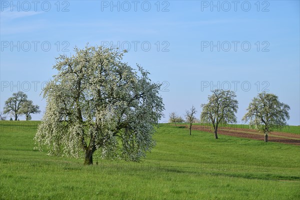 Pear trees