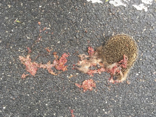 European hedgehog