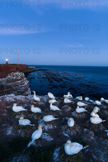 Northern gannet