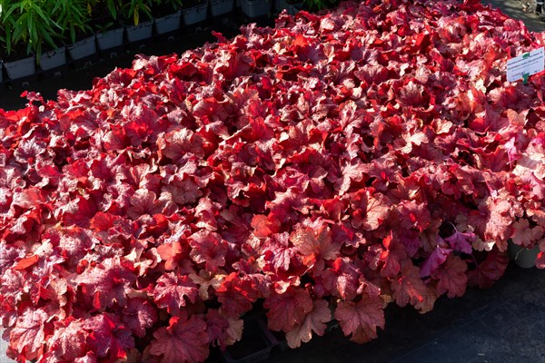 A large quantity of dark red plants