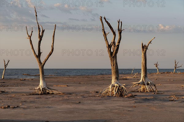 Drought-dead trees and cracked soil in dry lagoon. Climate change