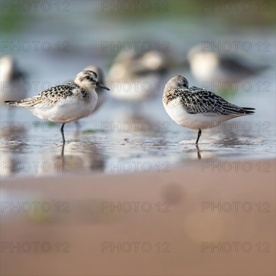 Sanderling