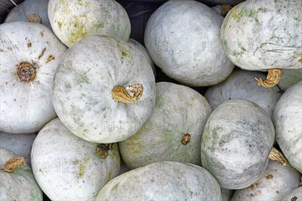 Top view of white Japanese Hokkaido Kabocha squashes