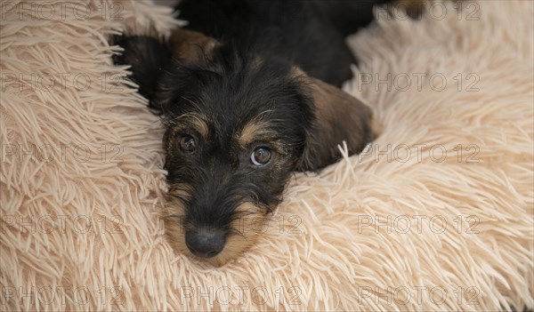 Rough-haired dachshund