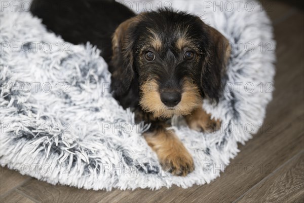 Rough-haired dachshund