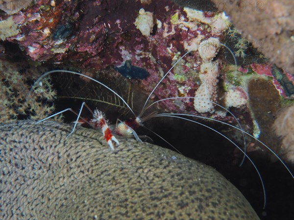 Banded coral shrimp