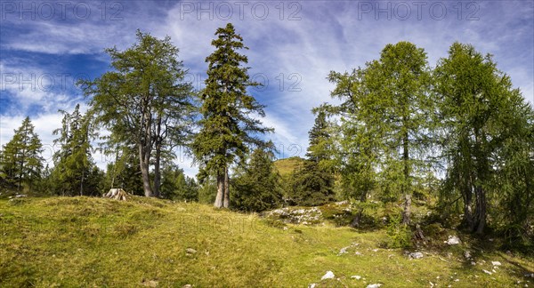 Hiking trail through a lark forest to the Pitscherberg