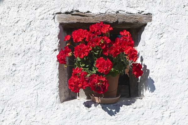 Pelargonium