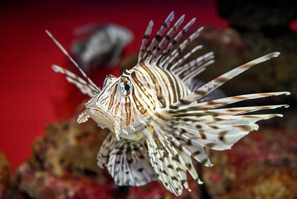 Lionfish