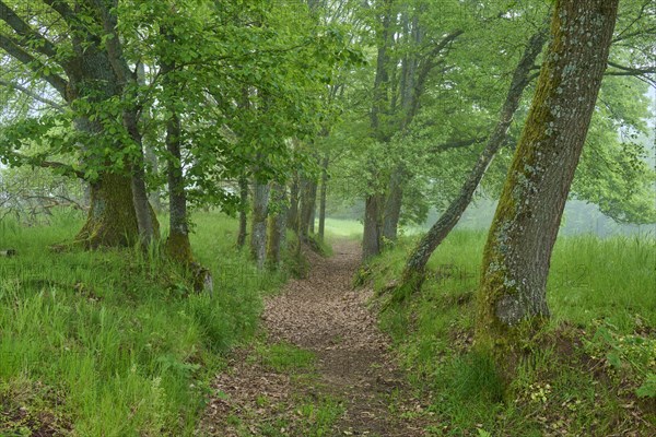 Hiking trail