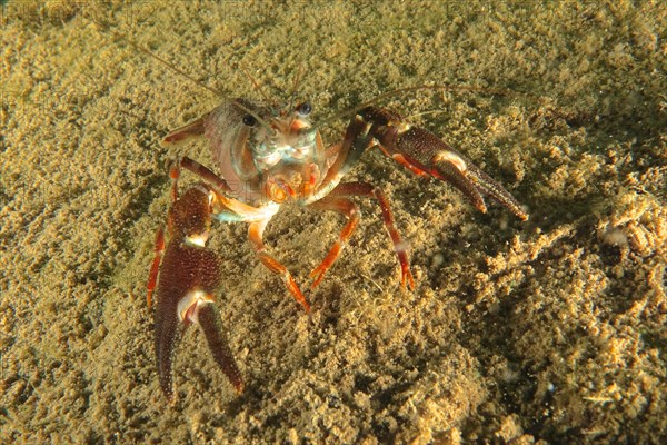 Signal crayfish