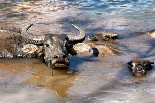 Asian buffalo