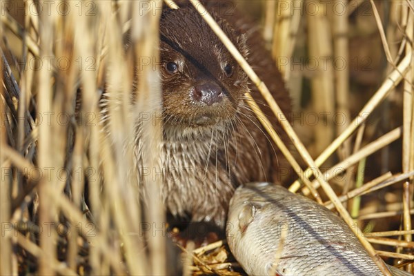 European otter