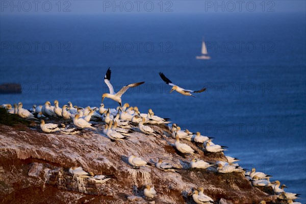 Northern gannet