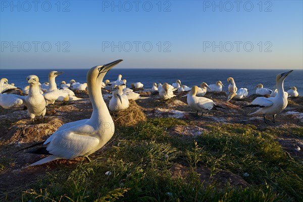 Northern gannet