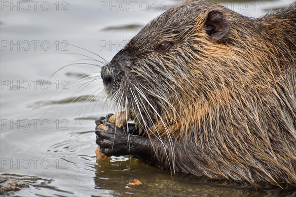 A nutria