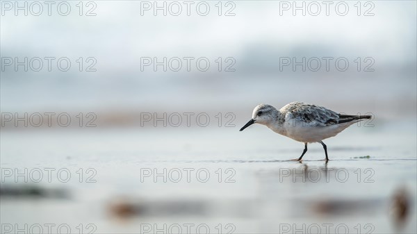 Sanderling