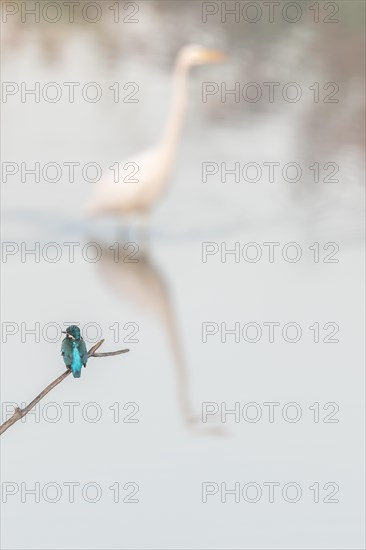 Short-eared Owl