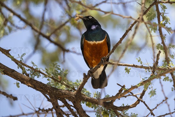 Superb starling