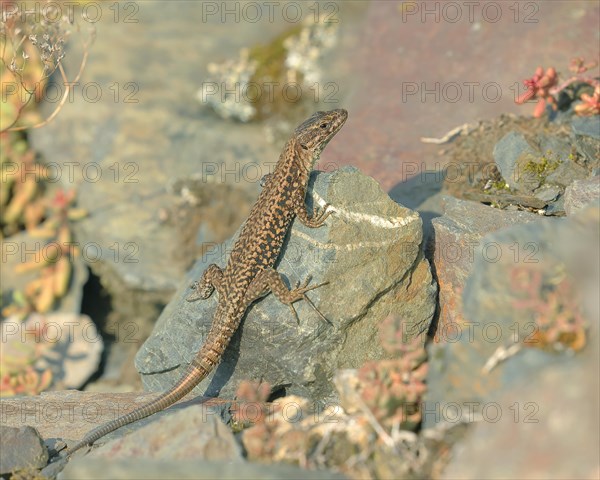 Common wall lizard