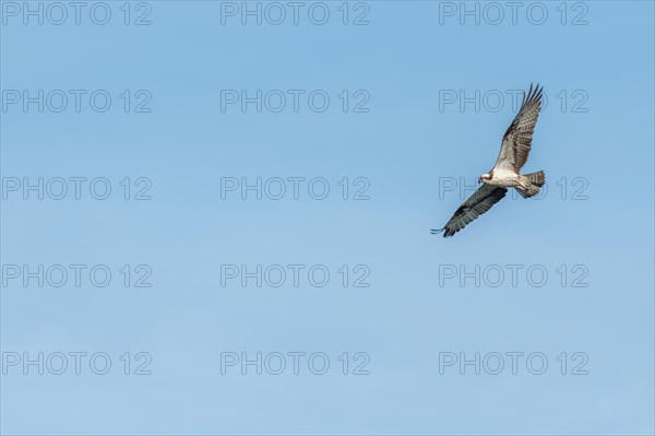 Western osprey