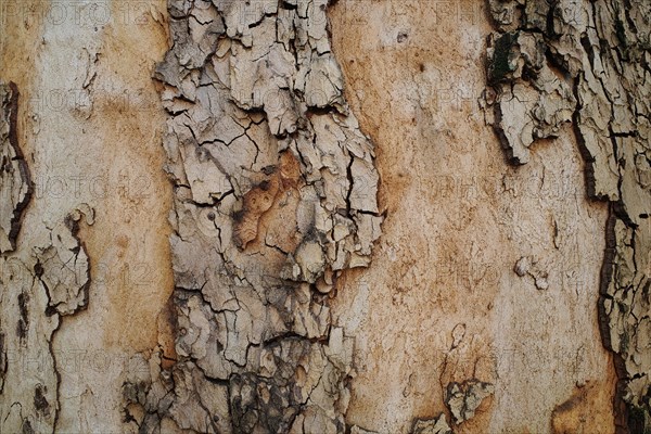 Tree bark as background