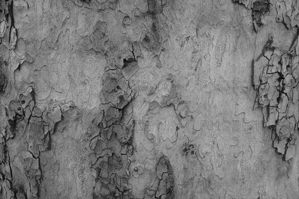 Tree bark as background