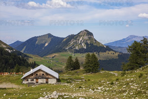 Alpine meadow with cows and alpine hut on the Trattbergalm with Gennerhorn