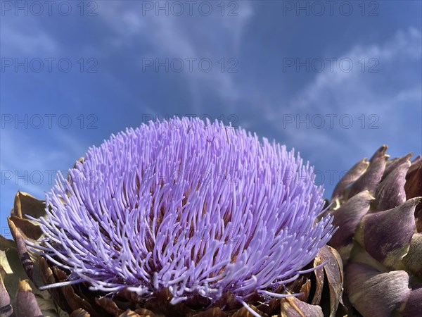 Artichoke