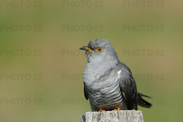 Common cuckoo