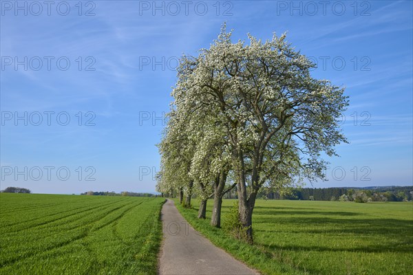 Field path