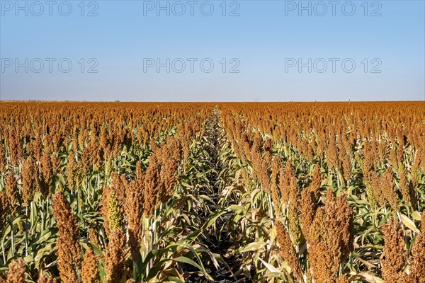 Millet and millet cultivation